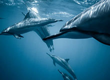 开云体育-中国篮协主席：仍和姚明沟通决策，王治郅为国家队随叫随到